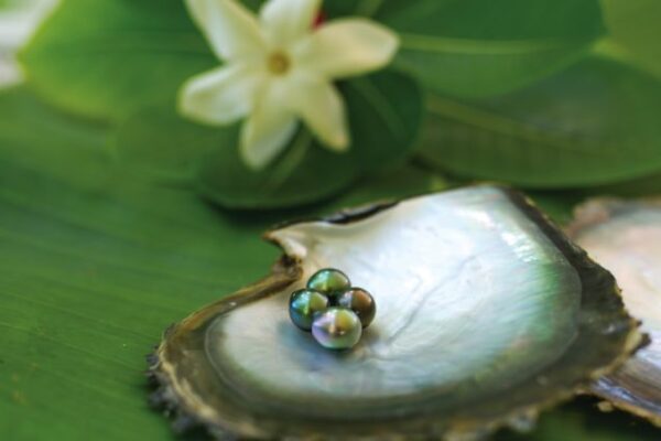 Black-Pearls-David-Kirkland Black-Pearls-David-Kirkland