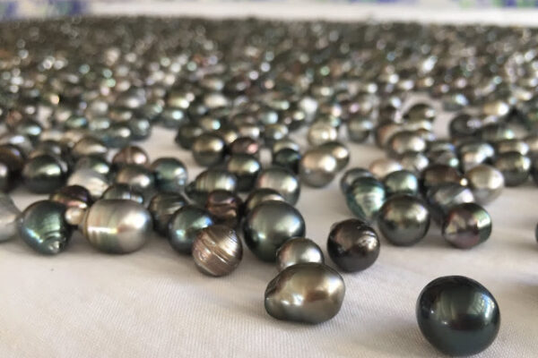 Farm-Direct-Black-Pearls Farm-Direct-Black-Pearls